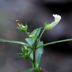 Gratiola neglecta (clammy hedge-hyssop)